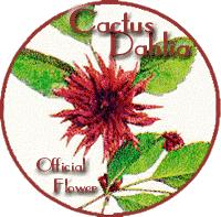 Cactus Dahlia, Official Flower of the AYPE